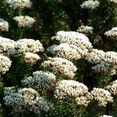 Asteraceae metalasia densa